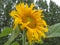 BEAUTIFUL SUNFLOWER WITH POLLINATING BEE