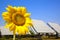 Beautiful sunflower and solar panel and power plan