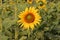 Beautiful sunflower on a sunny day with a natural background. Sunflower blooming close-up photo. Sunflower garden with leaves on a