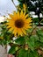 Beautiful sunflower sunny day nature best view