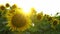 A beautiful sunflower is swaying in the wind in the rays of the setting sun. Parts of a blooming sunflower flower in close-up