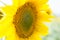 Beautiful sunflower. Useful properties of sunflower oil.