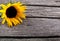 Beautiful sunflower yellow flower on wood