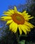 A beautiful sunflower with yellow petals and pollen macro at an Indian garden with blue sky as background