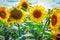 Beautiful sunflowers against the blue sky. Bright yellow flower