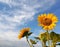 Beautiful sunflowers blossom on white clouds and bright blue sky background. Nature skyscape background. Fresh yellow flower.