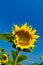 Beautiful sunflowers with blue sky