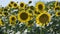 Beautiful sunflowers develop in very strong winds. field of bright yellow sunflowers, close view of several of them.