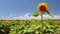 Beautiful Sunflowers field on bright summer day