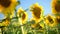 Beautiful sunflowers in the field natural background, Sunflower blooming