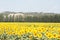 Beautiful sunflowers field - Provence, France