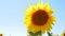 Beautiful sunflowers field in the rays of bright sun. Yellow flowering crops growing ripening on blue sky background 4K