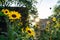 Beautiful Sunflowers Glowing in the Morning Sun at a Home Garden in Logan Square Chicago