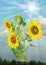 Beautiful sunflowers on graphic yellow background.