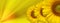 Beautiful sunflowers on graphic yellow background.
