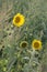 Beautiful sunflowers grow on the field, wonderful evening light.