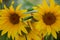 Beautiful sunflowers Helianthus annuus  at sunset