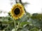 Beautiful Sunflowers-July 29-2018-SE Portland OR USA.