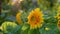 Beautiful sunflowers in the organic summer garden