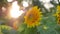 Beautiful sunflowers in the organic summer garden