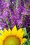Beautiful sunflowers and purple wild sage close up