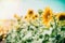 Beautiful sunflowers at sky background with sun light, summer outdoor