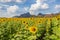 Beautiful sunflowers in spring field and the plant of sunflower is wideness plant in travel location, Khao Chin Lae Sunflower Fiel