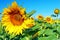 Beautiful sunflowers in the summer field