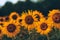 beautiful sunflowers in the sunset. Agriculture flower background concept