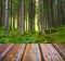 Beautiful sunlight in the autumn forest and wood planks floor