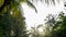 Beautiful sunlight among the coconut trees