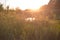 Beautiful sunlight river landscape. Shady pond with summer grass, meadow flowers, algae. Water reflections. Summer day