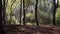 Beautiful sunlight shines in a beech tree forest early autumn