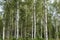 Beautiful sunlit birch tree forest