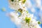 Beautiful sunlit cherry blossoms with blue sky in background