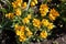 Beautiful sunlit erysimum flowers and foliage in garden in spring