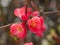 Beautiful sunlit flowering pink Quince blossoms in the Springtime.