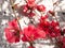 Beautiful sunlit flowering pink Quince blossoms in the Springtime.