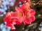 Beautiful sunlit flowering pink Quince blossoms in the Springtime.