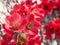 Beautiful sunlit flowering pink Quince blossoms in the Springtime.