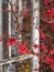 Beautiful sunlit flowering pink Quince blossoms in the Springtime.