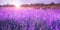 Beautiful sunlit lavender field. Banner design