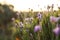 Beautiful sunlit lavender flowers outdoors, closeup