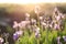 Beautiful sunlit lavender flowers outdoors, closeup