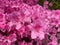 Beautiful Sunlit Pink Azalea Blossoms During Spring