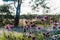 Beautiful sunlit purple Scabiosa flowers by roadside