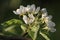 Beautiful Sunlit White Pear Blossom