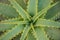 Beautiful sunlite cactus on Milos island close up