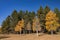 Beautiful sunny fall color of the Uinta Flat Designated Dispersed Camping Area