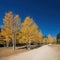 Beautiful sunny fall color of the Uinta Flat Designated Dispersed Camping Area